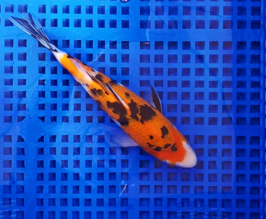 Screenshot 2025-08-25 151355