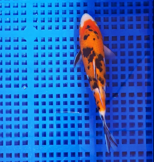 Screenshot 2025-08-25 151554