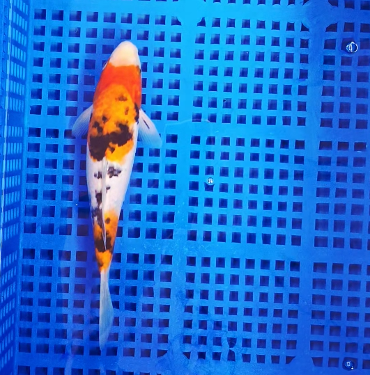 Screenshot 2025-08-26 132110