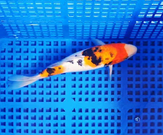 Screenshot 2025-08-26 132123