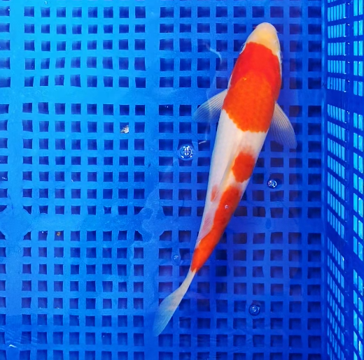 Screenshot 2025-08-27 130415