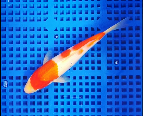 Screenshot 2025-08-27 130431