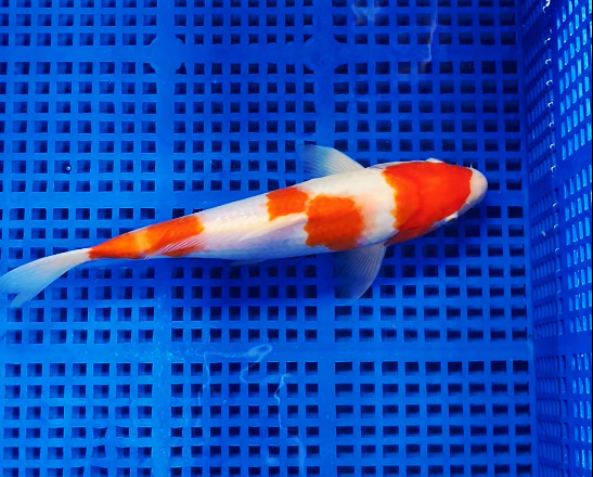 Screenshot 2025-08-28 153034