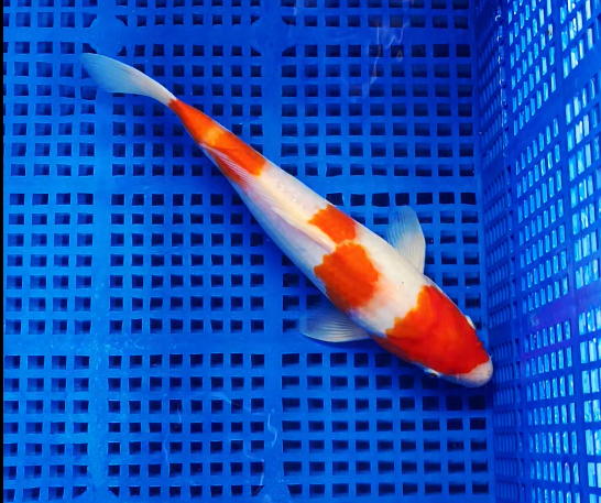 Screenshot 2025-08-28 153045