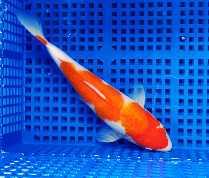 Screenshot 2025-08-28 154404