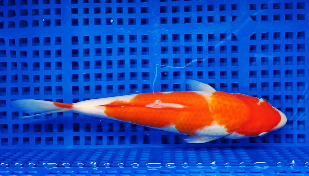 Screenshot 2025-08-28 154419