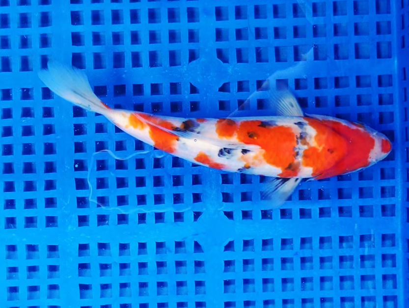 Screenshot 2025-08-30 094838