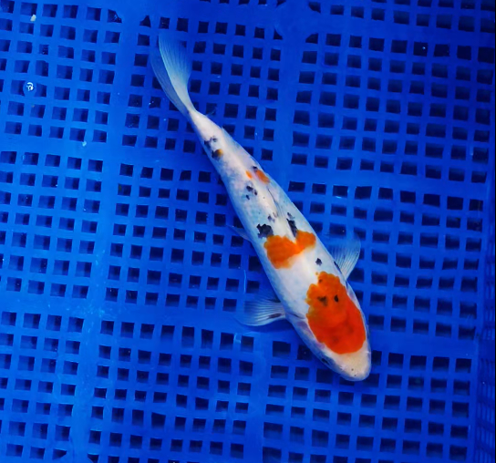 Screenshot 2025-08-30 095258