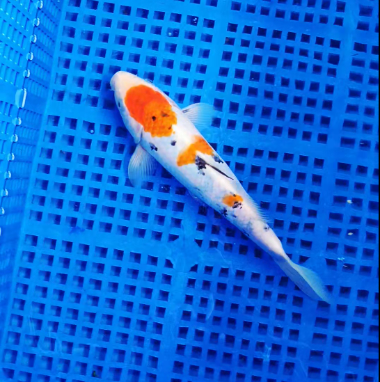 Screenshot 2025-08-30 095311