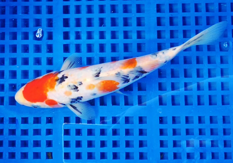 Screenshot 2025-08-30 100007