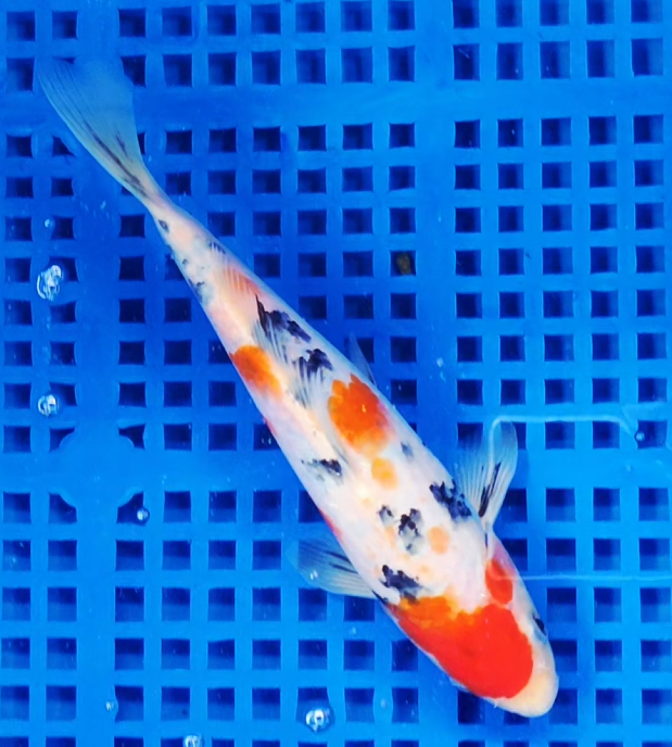 Screenshot 2025-08-30 100052