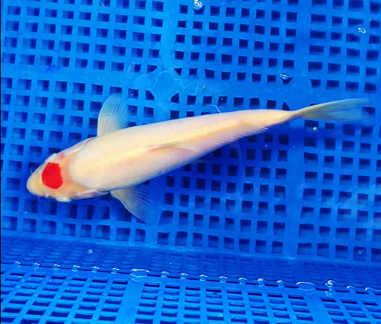 Screenshot 2025-08-30 105851