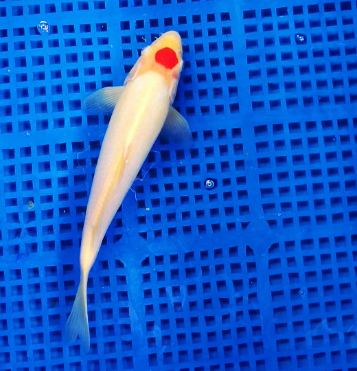 Screenshot 2025-08-30 105901