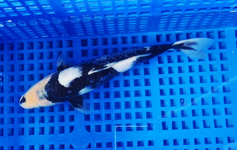 Screenshot 2025-08-31 155708