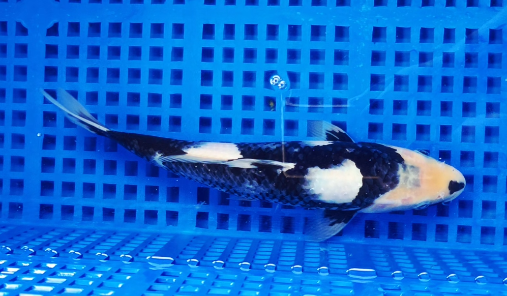 Screenshot 2025-08-31 155726