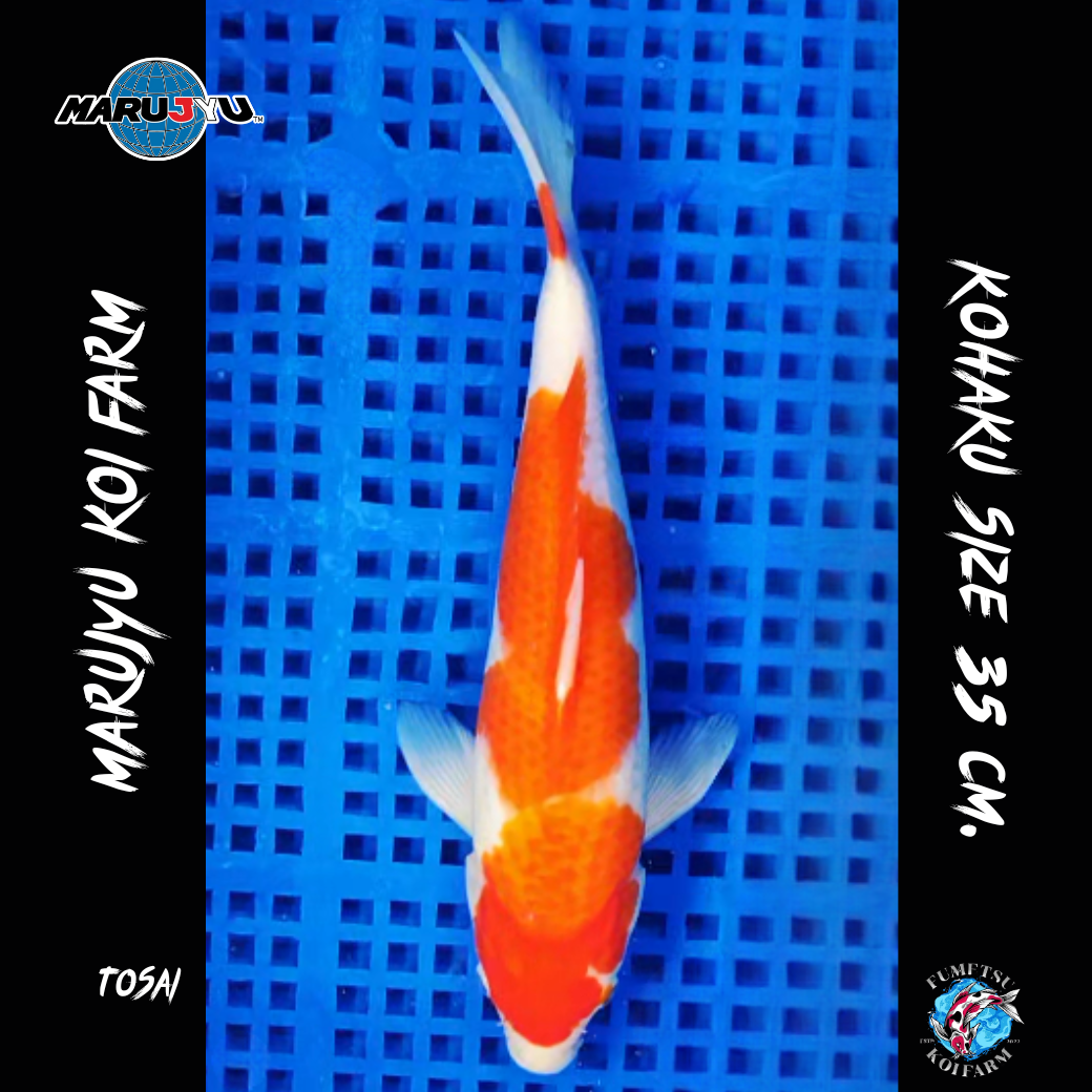 มารูจู จุ๊ดจู๋ (2)