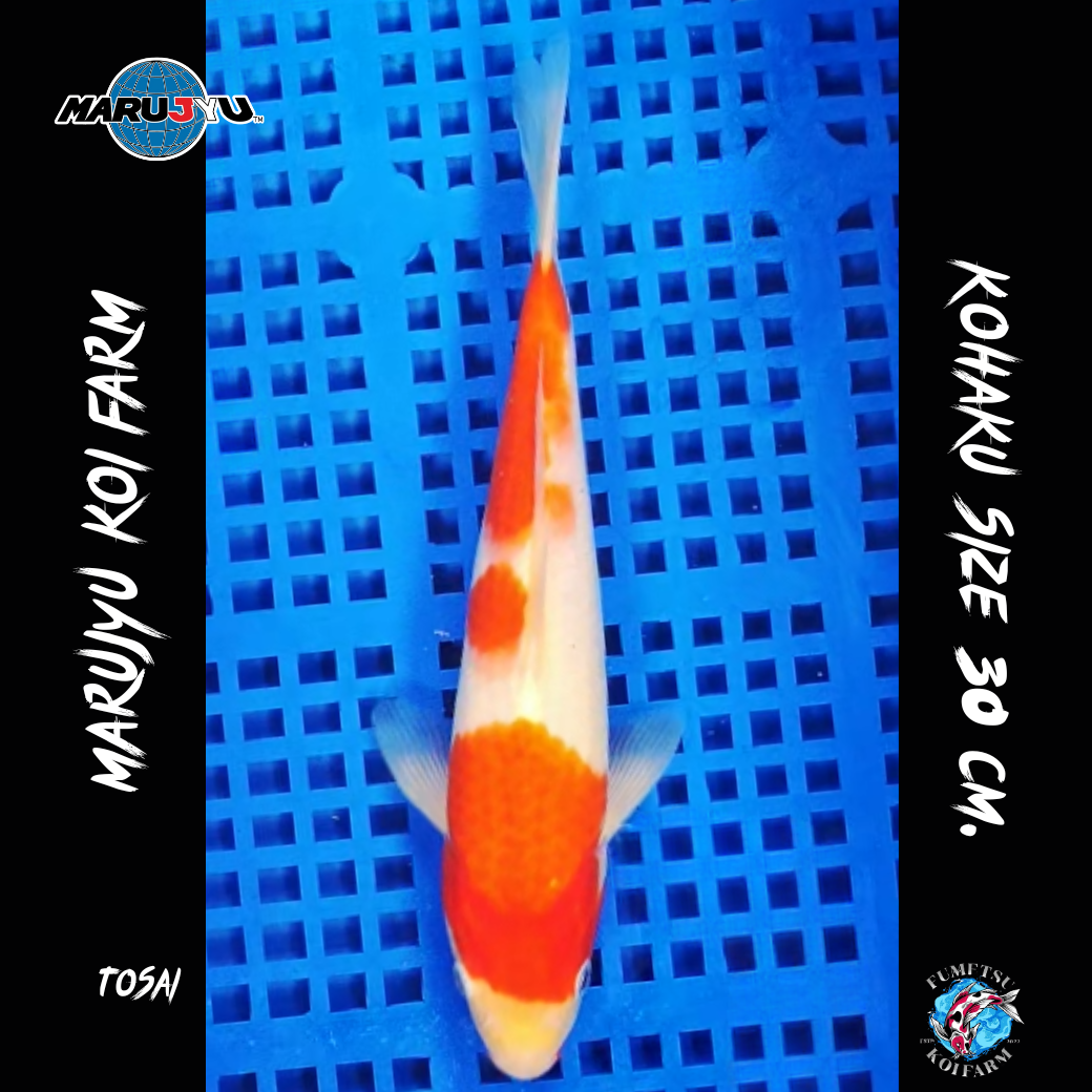 มารูจู จุ๊ดจู๋ - 2025-08-27T131451.658