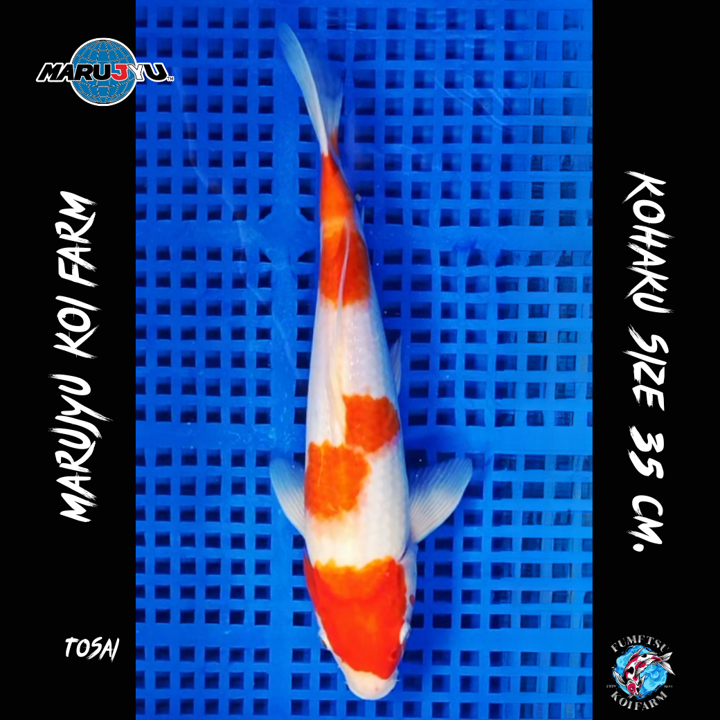 มารูจู จุ๊ดจู๋