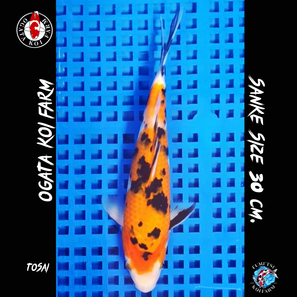 โอกาตะ เตาะแตะ (48)