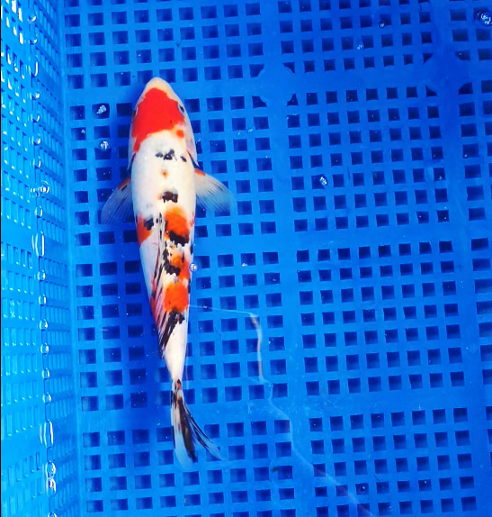 Screenshot 2025-09-01 160313