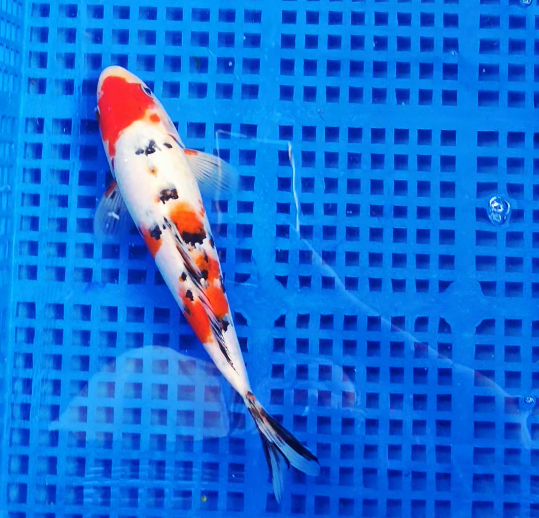 Screenshot 2025-09-01 160844