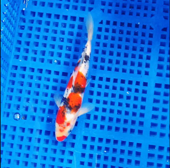 Screenshot 2025-09-01 161944