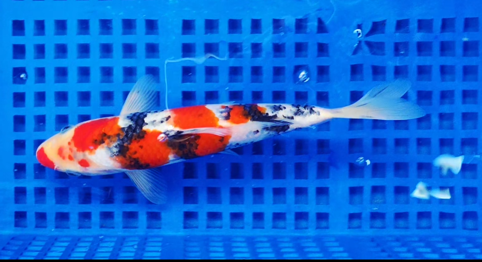 Screenshot 2025-09-01 162112