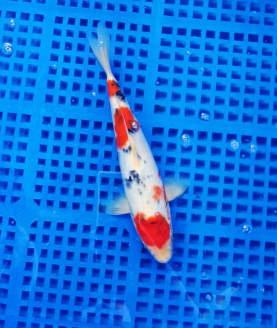 Screenshot 2025-09-01 162700