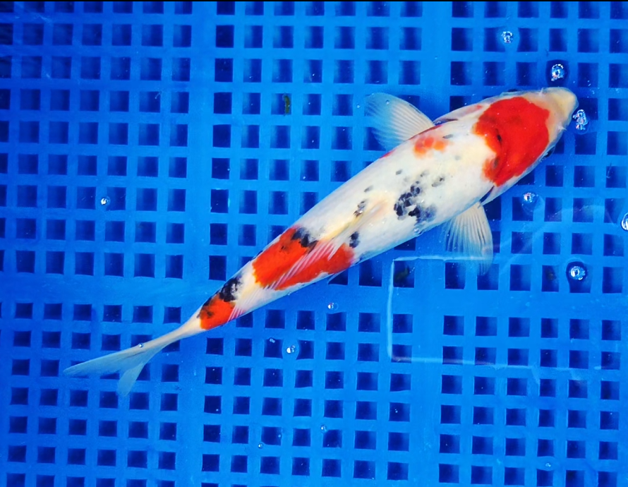 Screenshot 2025-09-01 163303