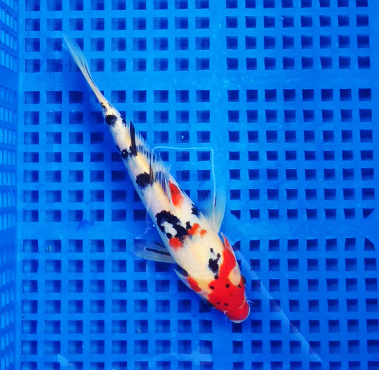 Screenshot 2025-09-01 163409