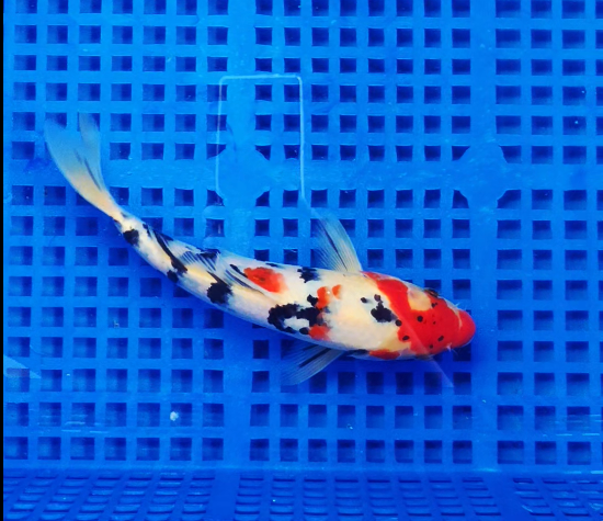 Screenshot 2025-09-01 163431