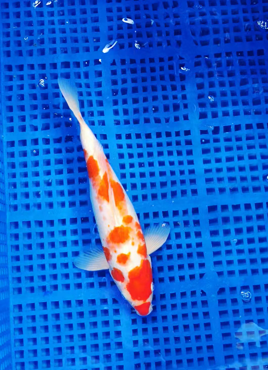 Screenshot 2025-09-03 132337