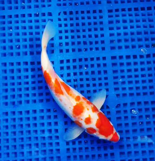 Screenshot 2025-09-03 135611