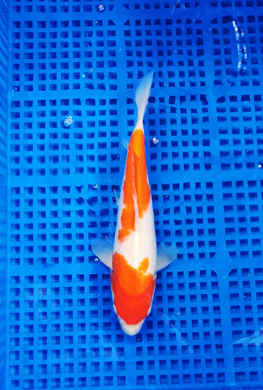 Screenshot 2025-09-03 141625