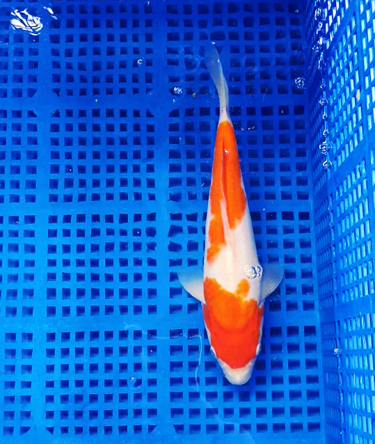 Screenshot 2025-09-03 141718