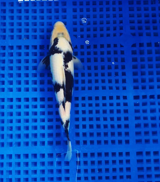 Screenshot 2025-09-03 150025