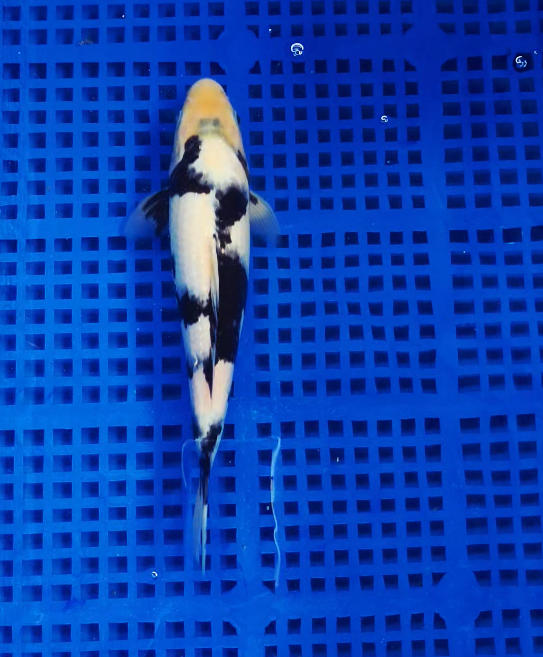 Screenshot 2025-09-03 150038