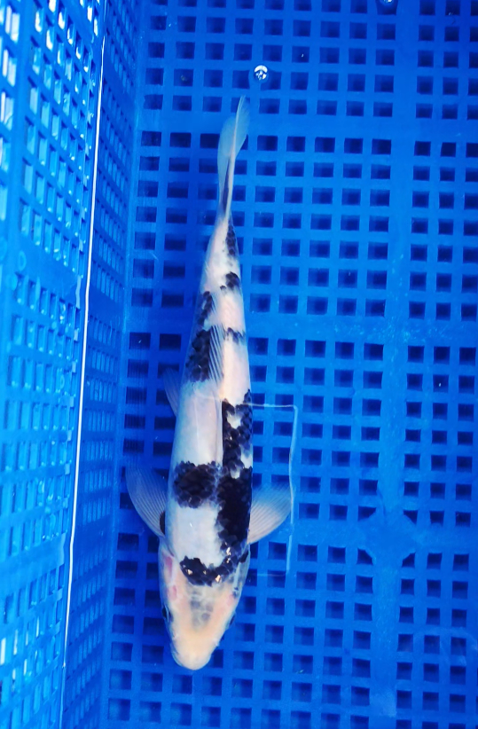 Screenshot 2025-09-03 150657