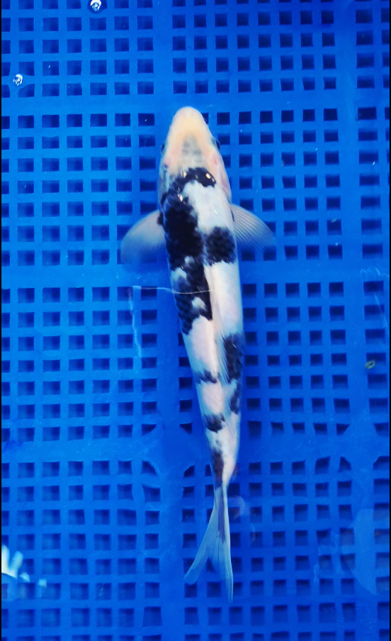 Screenshot 2025-09-03 150745