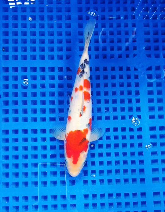 Screenshot 2025-09-03 155724