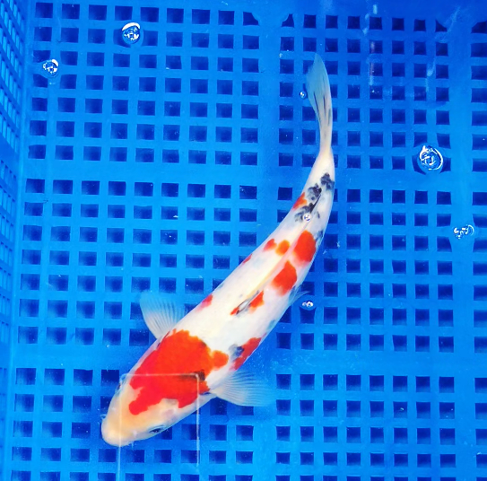 Screenshot 2025-09-03 155749