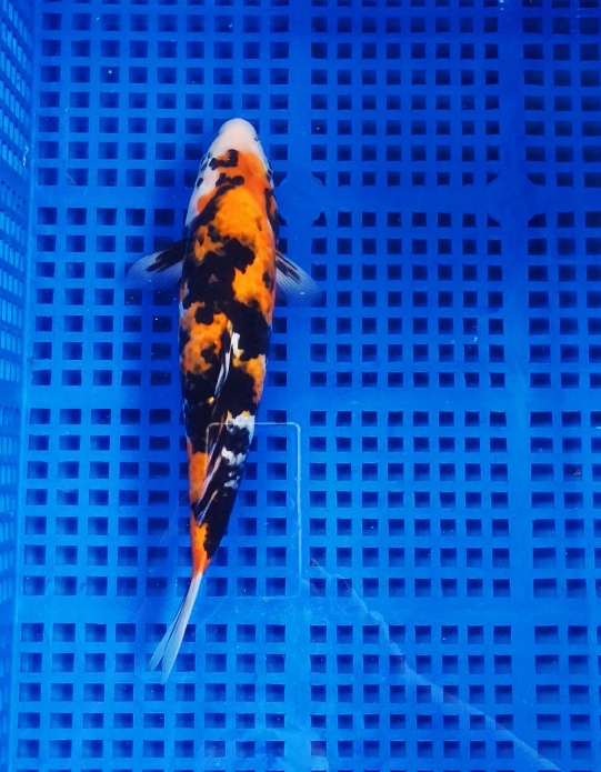 Screenshot 2025-09-03 160349