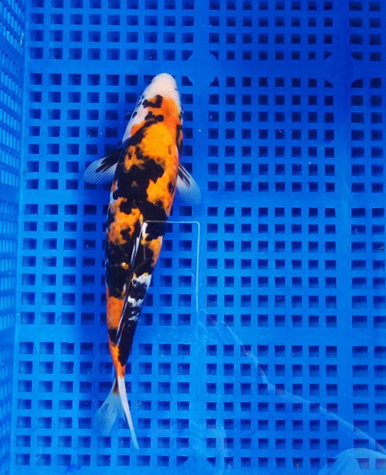 Screenshot 2025-09-03 160408