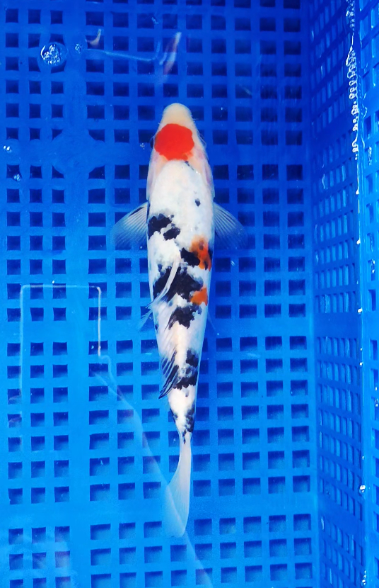 Screenshot 2025-09-03 161131