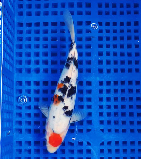 Screenshot 2025-09-03 161155