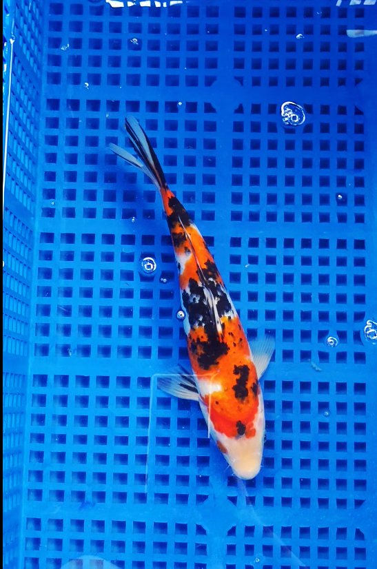 Screenshot 2025-09-03 161732