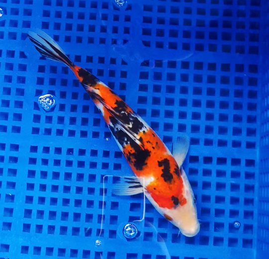 Screenshot 2025-09-03 162523