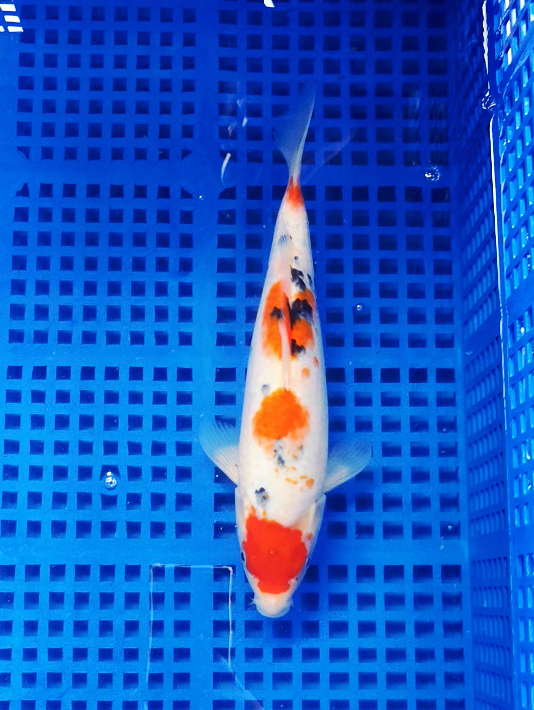 Screenshot 2025-09-05 161838