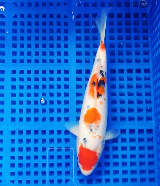 Screenshot 2025-09-05 161928