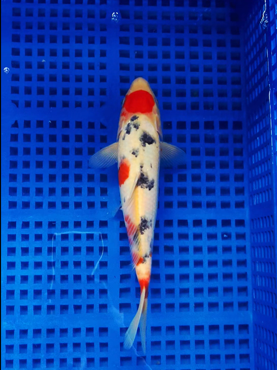 Screenshot 2025-09-05 163656